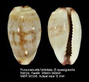 Purpuradusta fimbriata (f) quasigracilis